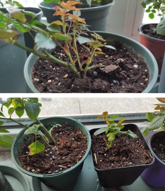 盆栽月季建议用豆饼沤肥,每次浇水时兑一些进去效果很好