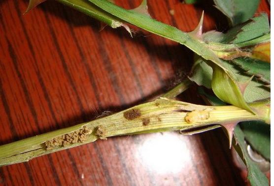 钻心虫我还是第一次见呢,这种虫子估计喷药没用,得灌根