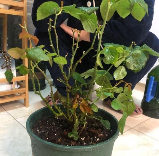 刚买来的苗尽量留足够多的叶片进行光合作用,不要过早修剪