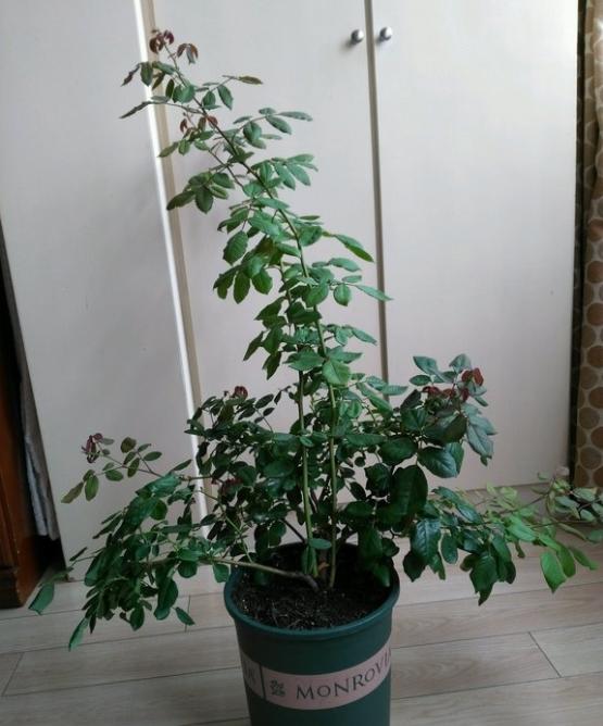 新手最好还是羊粪作底肥,温和不烧苗,也的确有肥力,鸡肥容易烧根