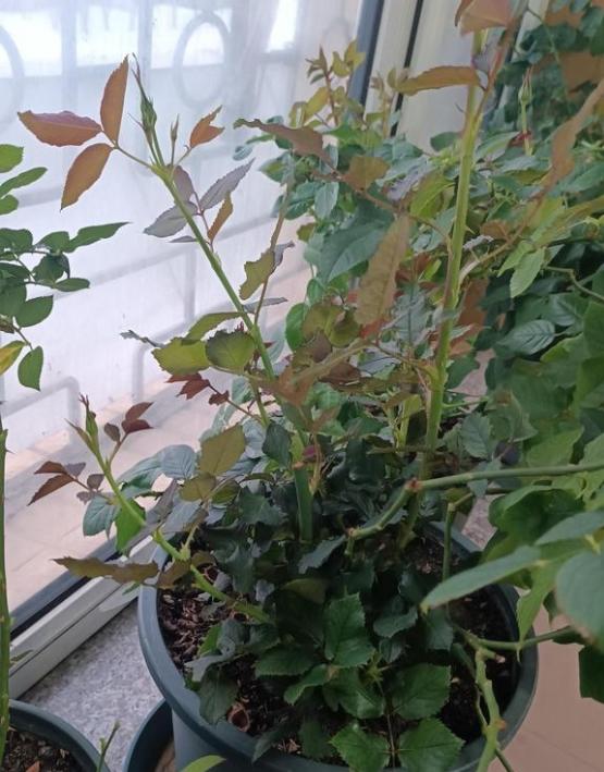 盆栽月季建议用豆饼沤肥,每次浇水时兑一些进去效果很好